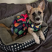 Miss Sassy Pants joined the competition — help win amazing prizes! dog, pet_bed, clothing, dress, pineapple_pattern, flower_pattern, ears, fur, collar, looking_at_camera, indoor, cozy, comfort, animal, canine, cute, small_dog, resting, bed, textile