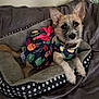 dog, pet_bed, clothing, dress, pineapple_pattern, flower_pattern, ears, fur, collar, looking_at_camera, indoor, cozy, comfort, animal, canine, cute, small_dog, resting, bed, textile