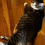 Buddy joined the competition — help win amazing prizes! cat, tabby, white_paws, feline, pet, animal, indoor, wood_floor, lying_down, sitting, raised_paw, whiskers, ears, green_eyes, striped_fur, black_fur, white_fur, relaxed, funny_pose, home