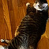 cat, tabby, white_paws, feline, pet, animal, indoor, wood_floor, lying_down, sitting, raised_paw, whiskers, ears, green_eyes, striped_fur, black_fur, white_fur, relaxed, funny_pose, home