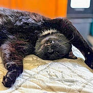 Hemi is registered to the contest to win money with this photo: cat, black_cat, fluffy, sleeping, lying_down, upside_down, whiskers, paws, fur, pet, animal, bed, quilt, blanket, indoors, cozy, relaxed, portrait, close_up, nap
