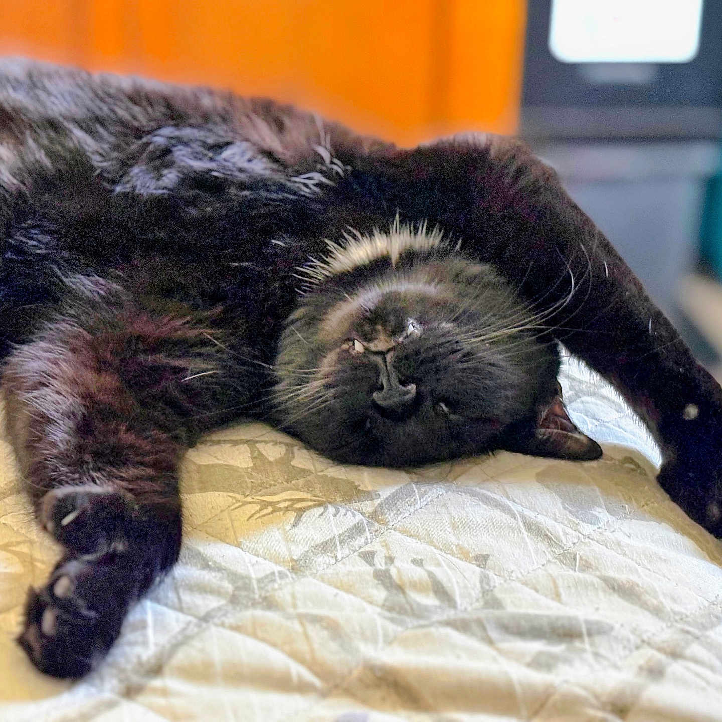 Hemi is registered to the contest to win money with this photo: cat, black_cat, fluffy, sleeping, lying_down, upside_down, whiskers, paws, fur, pet, animal, bed, quilt, blanket, indoors, cozy, relaxed, portrait, close_up, nap