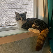 Patches is registered to the contest to win money with this photo: cat, tabby, windowsill, window, mesh_screen, curious, fluffy_tail, indoor, natural_light, pet, feline, resting, cozy, domestic_animal, curtain, wall, white, brown, orange_tail, looking