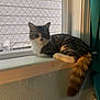 cat, tabby, windowsill, window, mesh_screen, curious, fluffy_tail, indoor, natural_light, pet, feline, resting, cozy, domestic_animal, curtain, wall, white, brown, orange_tail, looking