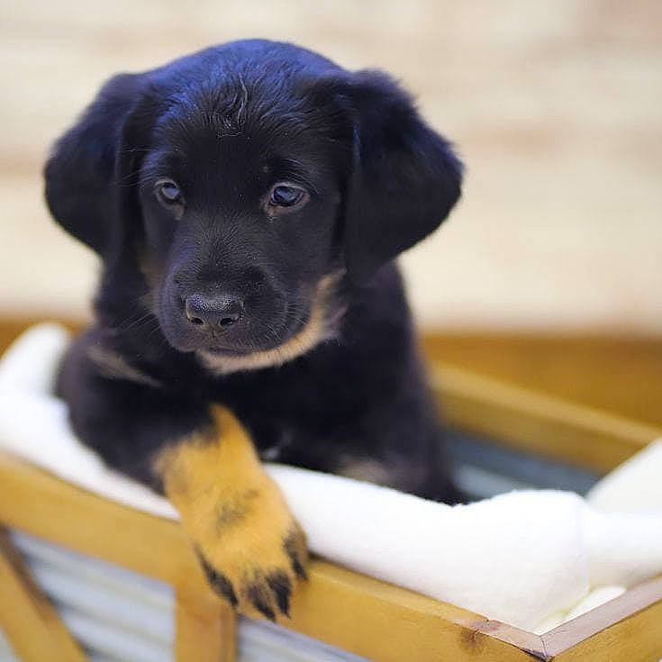 Sunny is registered to the contest to win money with this photo: beagador, borador, canidae, carnivore, companion_dog, dog, dog_breed, flat_coated_retriever, hovawart, labrador_retriever, mammal, puppy, rare_breed_dog, retriever, snout, sporting_group, vertebrate