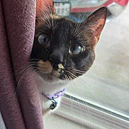 Pearl is registered to the contest to win money with this photo: cat, curious, closeup, indoor, curtain, collar, whiskers, face, ears, window, pet, feline, black_and_white, reflection, domestic, cute, animal, looking, soft_light, fur