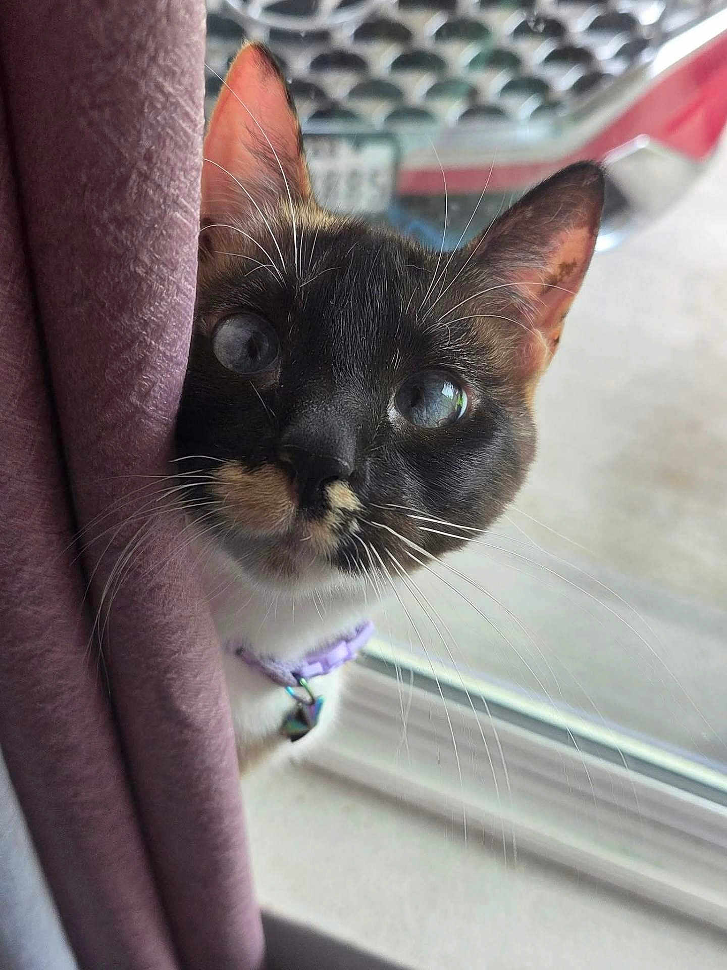 Pearl is registered to the contest to win money with this photo: cat, curious, closeup, indoor, curtain, collar, whiskers, face, ears, window, pet, feline, black_and_white, reflection, domestic, cute, animal, looking, soft_light, fur