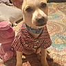animal, bedspread, checkered_shirt, collar, curious, cute, dog, domestic_animal, ears, furniture, home, indoor, patterned_bedspread, pet, pink_toy, plush_toy, portrait, puppy, sitting, small_dog