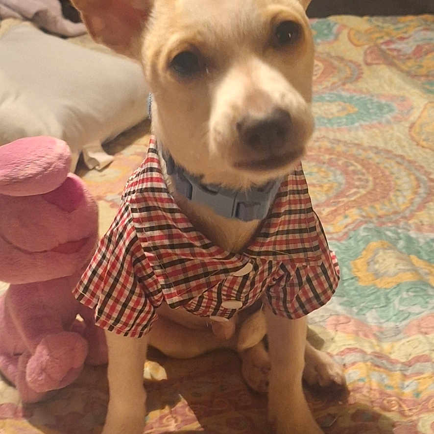 Paco