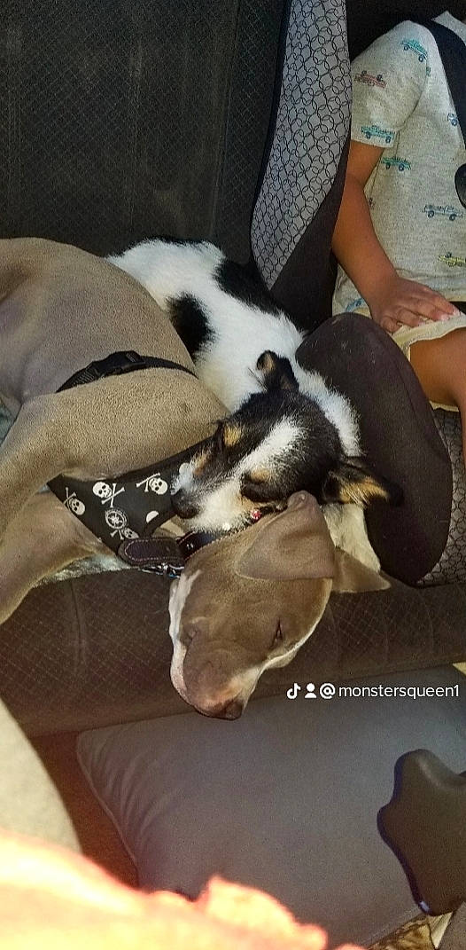 Romina joined the competition — help win amazing prizes! canidae, carnivore, comfort, companion_dog, dog, dog_breed, fawn, fur, nap, non_sporting_group, paw, puppy_love, sleep, snout, sporting_group, terrestrial_animal, working_animal