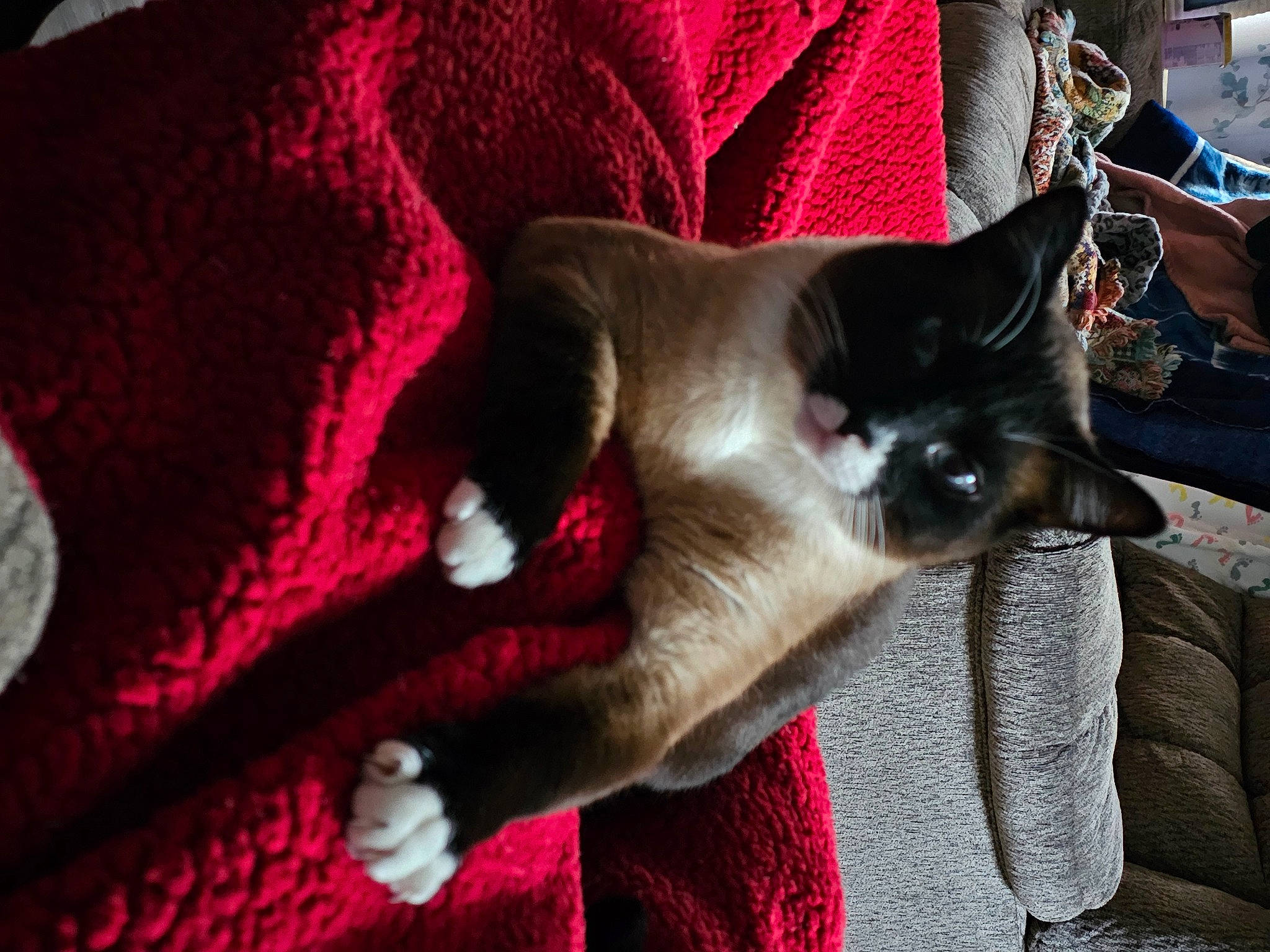 Lucifer is registered to the contest to win money with this photo: balinese, carnivore, cat, comfort, domestic_short_haired_cat, fawn, felidae, fur, human_leg, magenta, plant, siamese, small_to_medium_sized_cats, textile, thai, whiskers, woven_fabric