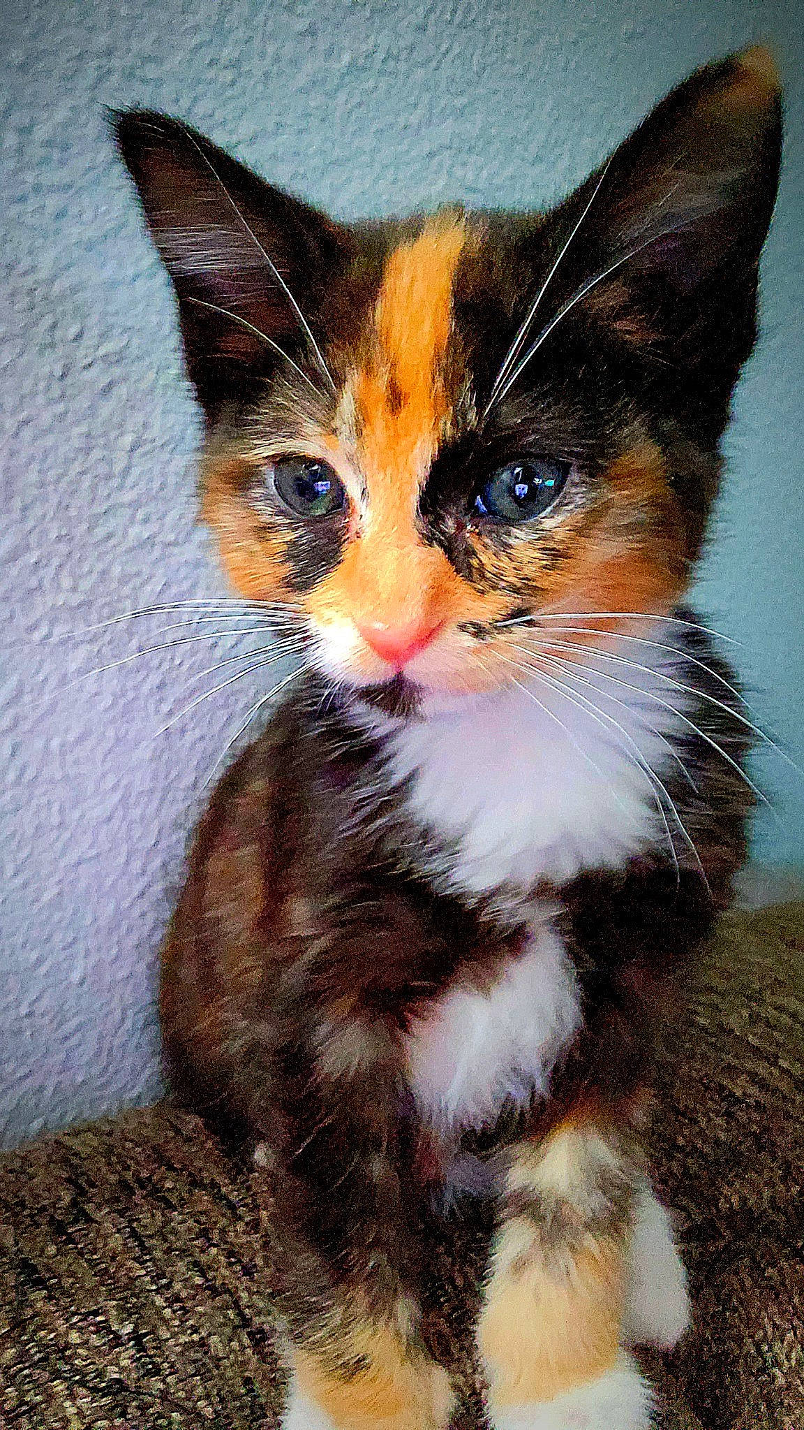 Kitana is registered to the contest to win money with this photo: art, carnivore, cat, claw, domestic_short_haired_cat, electric_blue, eye, felidae, fur, head, paw, small_to_medium_sized_cats, snout, tail, terrestrial_animal, whiskers