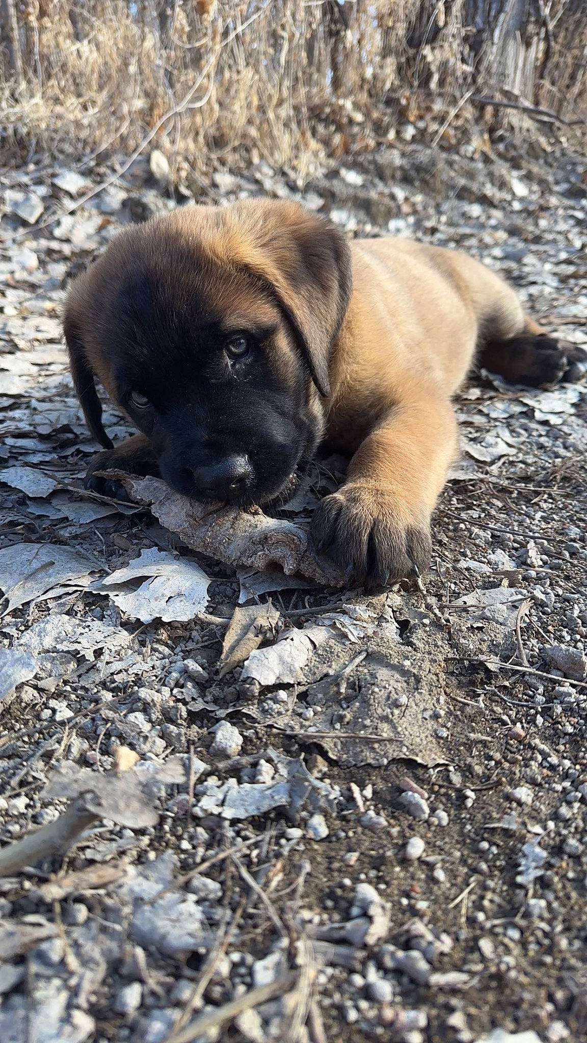 Astro joined the competition — help win amazing prizes! bored, canidae, carnivore, companion_dog, dog, dog_breed, fawn, puppy, snout, soil, sporting_group, terrestrial_animal, whiskers, working_animal, wrinkle