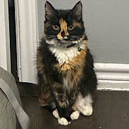 Kapri is registered to the contest to win money with this photo: animal, calico, cat, collar, cute, domestic_cat, doorframe, ears, floor, fluffy, fur, home, indoor, looking, pet, quiet, sitting, wall, white_paws, wooden_floor