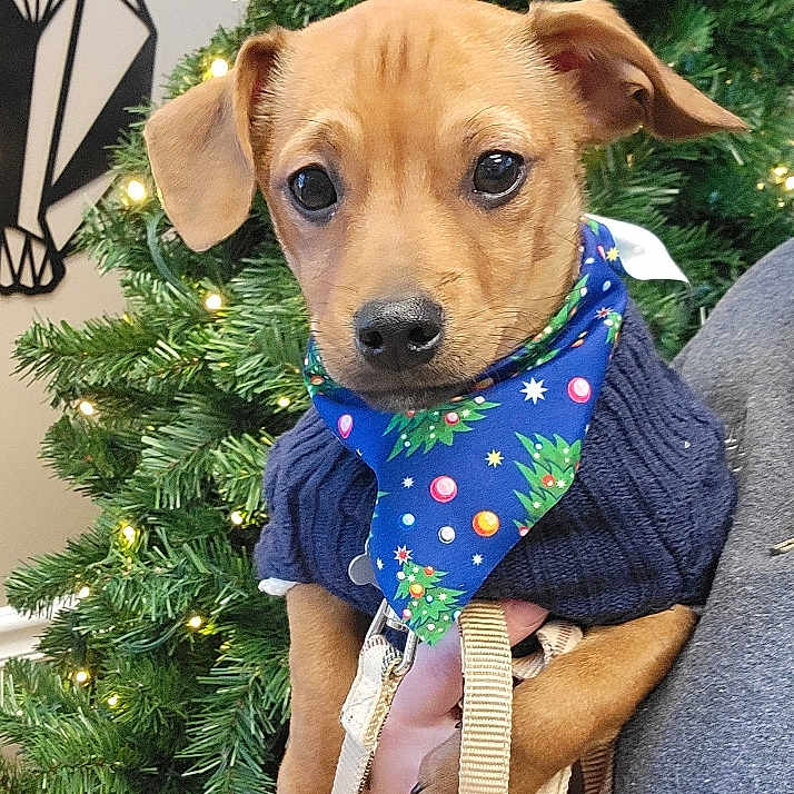 Toby joined the competition — help win amazing prizes! adorable, animal, bandana, christmas_tree, closeup, cute, decorations, dog, ears, festive, greenery, holiday, indoor, leash, lights, person_hand, pet, portrait, puppy, sweater