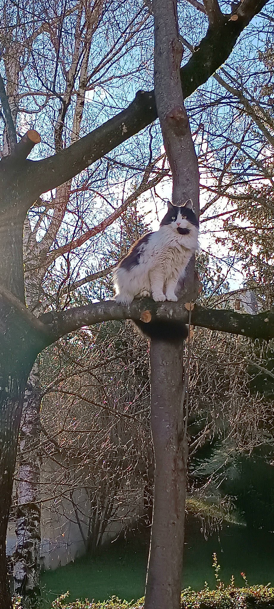 Joya a rejoint le concours — aidez-le/la à gagner de superbes lots ! beak, bird_of_prey, botany, branch, carnivore, fawn, felidae, forest, fur, northern_hardwood_forest, sky, tail, terrestrial_animal, tree, trunk, twig, wildlife, winter, wood, woodland