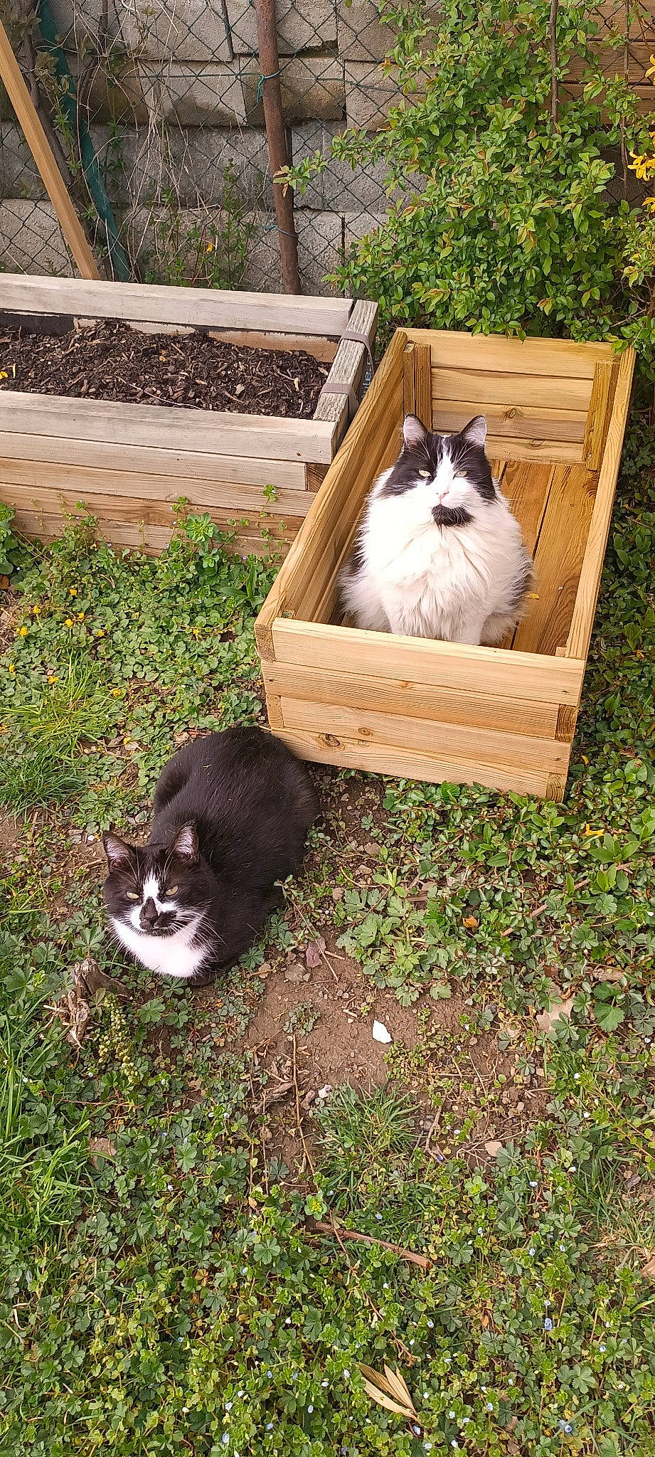 Joya a rejoint le concours — aidez-le/la à gagner de superbes lots ! canidae, carnivore, cat, companion_dog, domestic_short_haired_cat, felidae, fur, garden, grass, groundcover, mammal, plant, small_to_medium_sized_cats, tail, terrestrial_animal, tree, vertebrate, whiskers, wood, yard