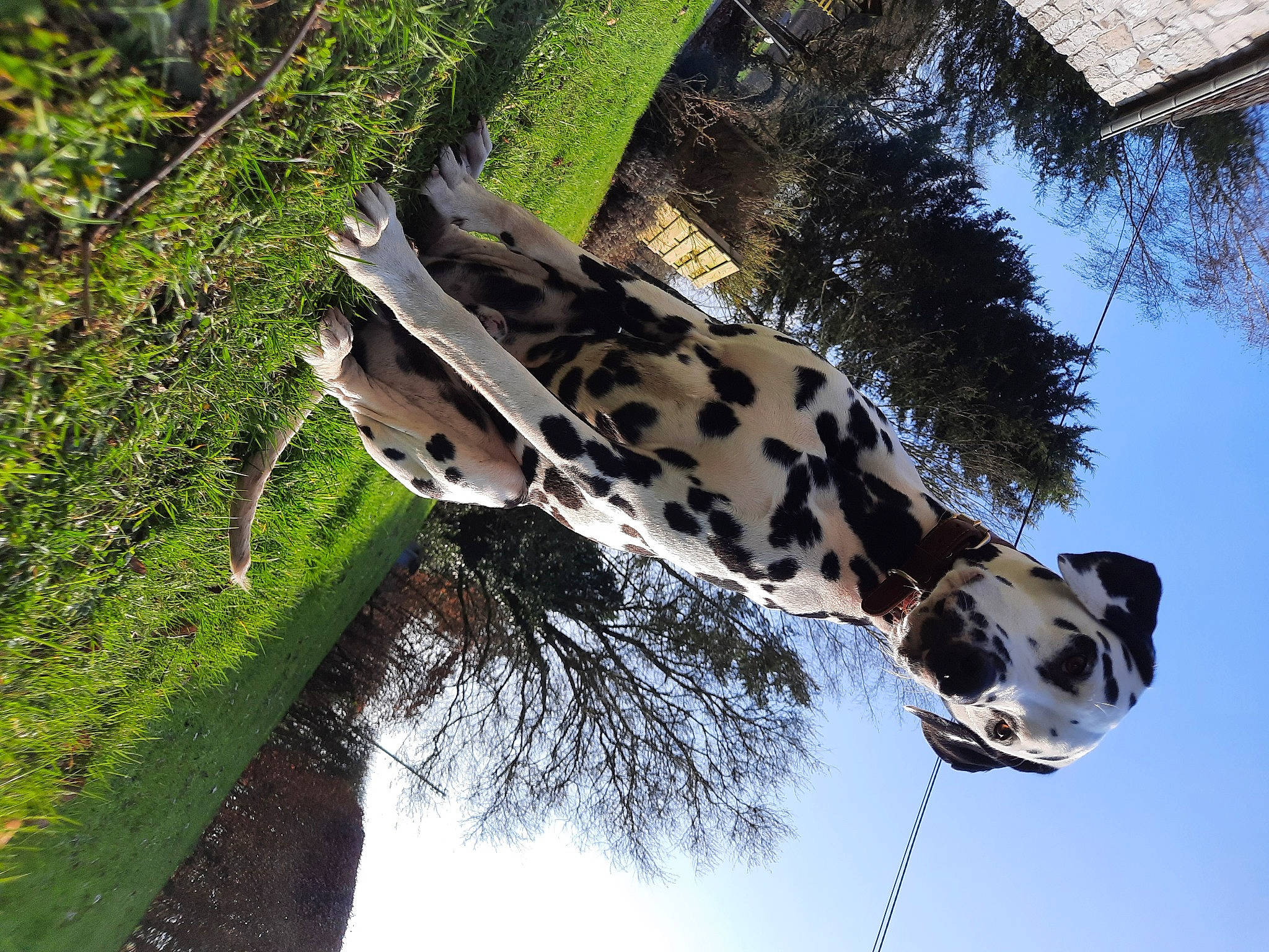 Woody participe au concours pour gagner de l'argent avec cette photo : branch, giraffe, giraffidae, grass, landscape, pattern, plant, reflection, shade, sky, snout, terrestrial_animal, tree, trunk, twig, water, wildlife, woody_plant, working_animal