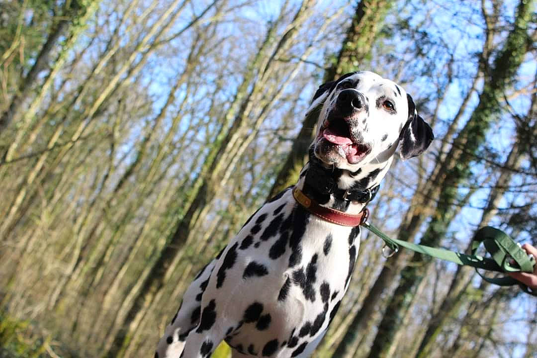 Woody participe au concours pour gagner de l'argent avec cette photo : canidae, carnivore, collar, companion_dog, dalmatian, dog, dog_breed, dog_collar, dog_supply, fawn, grass, great_dane, plant, recreation, sky, snout, sporting_group, terrestrial_animal, tree, twig