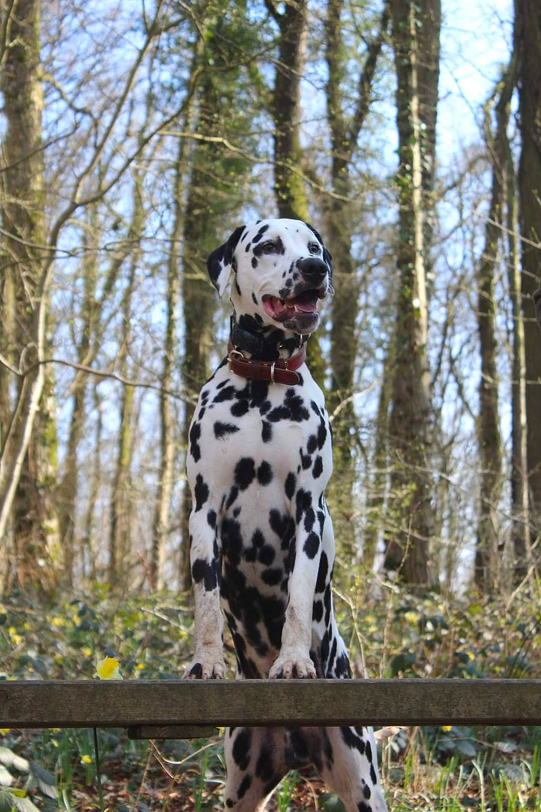 Woody a rejoint le concours — aidez-le/la à gagner de superbes lots ! canidae, carnivore, companion_dog, dalmatian, dog, dog_breed, fawn, forest, grass, military_camouflage, plant, pointing_breed, recreation, sky, snout, sporting_group, tree, trunk, twig, wood