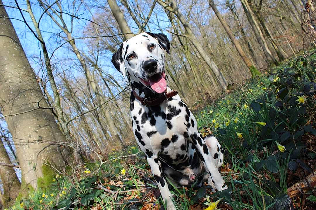 Woody participe au concours pour gagner de l'argent avec cette photo : canidae, carnivore, collar, companion_dog, dalmatian, dog, dog_breed, dog_collar, dog_supply, fawn, grass, hunting_dog, non_sporting_group, plant, sky, sporting_group, tree, twig, working_animal, working_dog