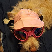 Lulu is registered to the contest to win money with this photo: dog, pet, visor, goggles, pink, fluffy, fur, animal, cute, accessory, indoor, resting, canine, wearing, headwear, eyewear, closeup, portrait, domestic_animal, relaxed