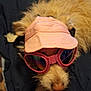 dog, pet, visor, goggles, pink, fluffy, fur, animal, cute, accessory, indoor, resting, canine, wearing, headwear, eyewear, closeup, portrait, domestic_animal, relaxed