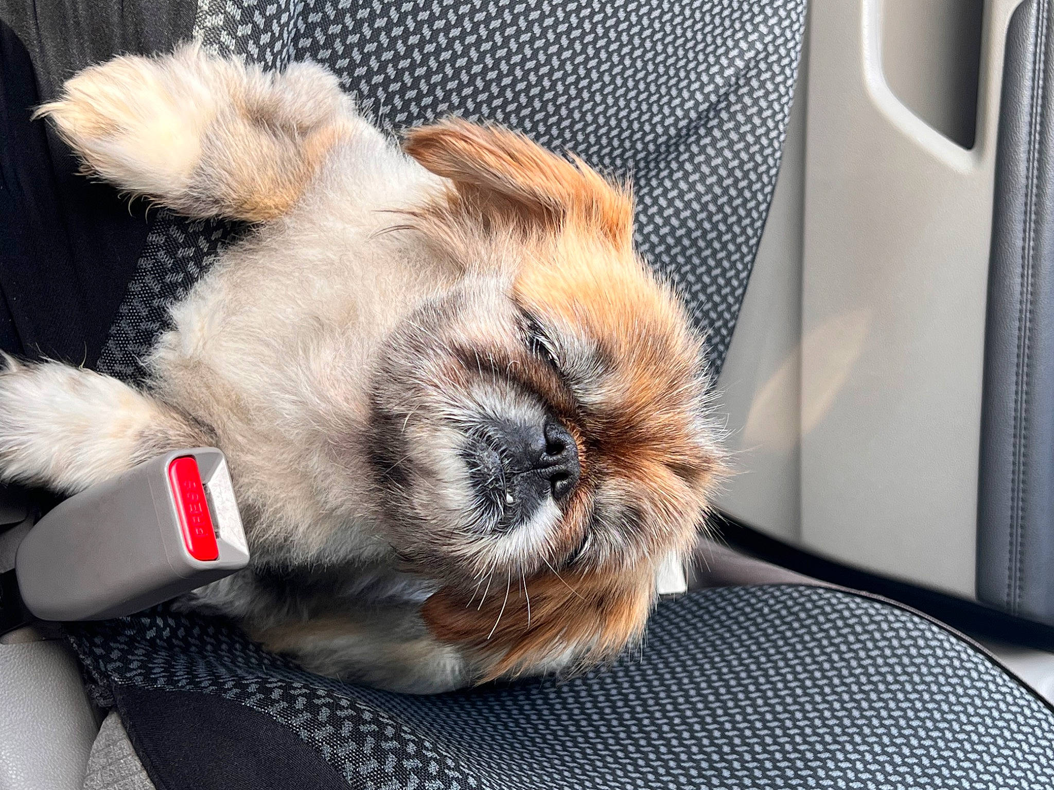 Laika is registered to the contest to win money with this photo: canidae, carnivore, claw, collar, comfort, companion_dog, dog, dog_bed, dog_breed, fawn, foot, fur, nap, paw, pet_supply, snout, sporting_group, terrestrial_animal, whiskers, working_animal