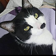Oreo joined the competition — help win amazing prizes! animal, bed, black_and_white, blanket, cat, close_up, cozy, curious, cute, domestic_animal, feline, fur, indoor, looking, pet, pillow, resting, sleepy, whiskers, yellow_eyes