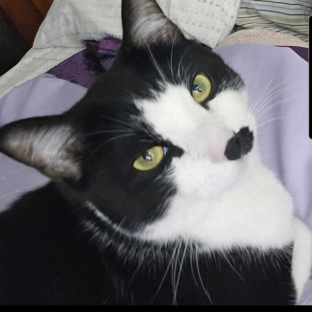 Oreo