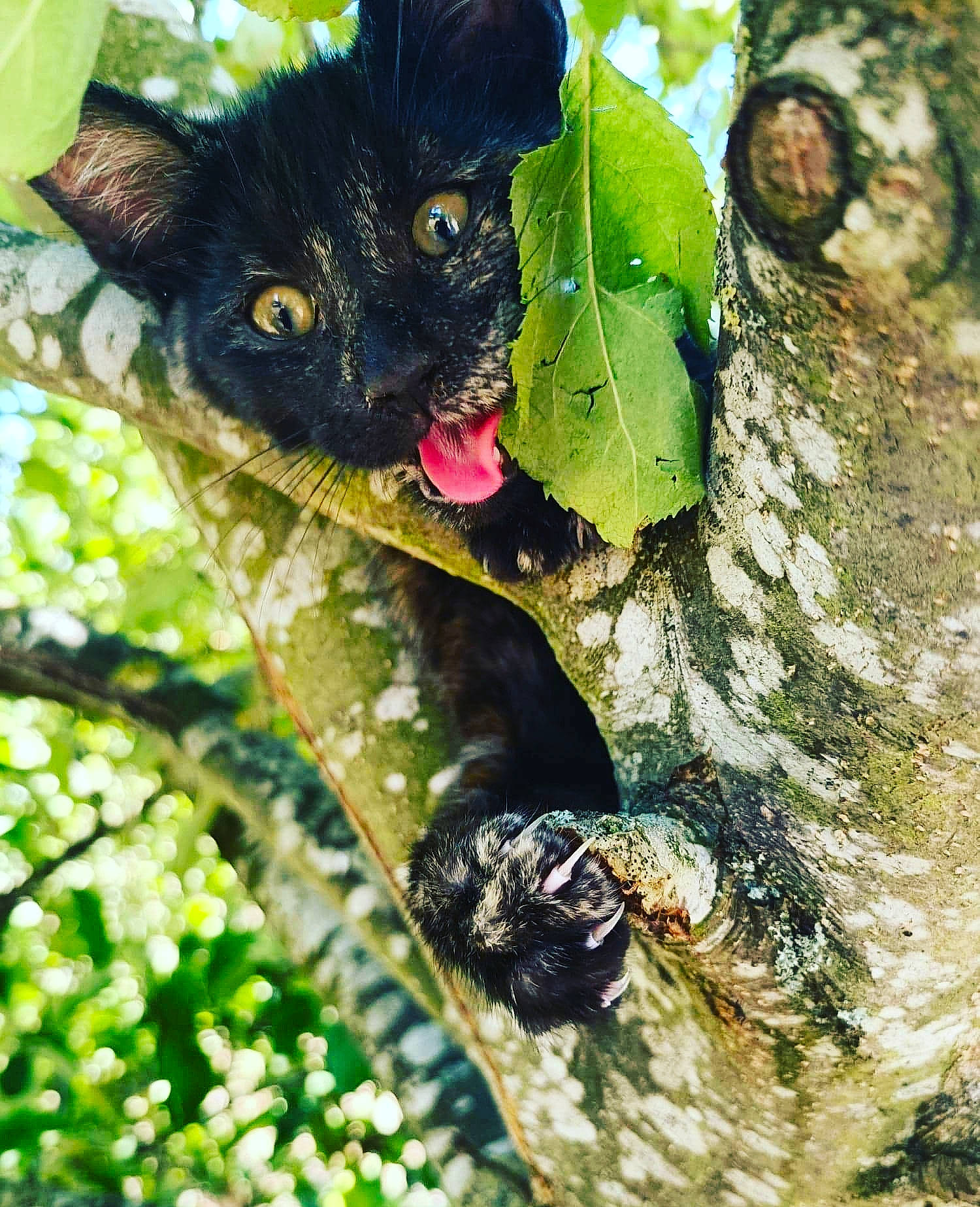 Queen a rejoint le concours — aidez-le/la à gagner de superbes lots ! black_cat, bombay, carnivore, cat, domestic_short_haired_cat, felidae, fur, grass, organism, plant, small_to_medium_sized_cats, tail, terrestrial_animal, terrestrial_plant, tree, trunk, twig, whiskers, wildlife, wood