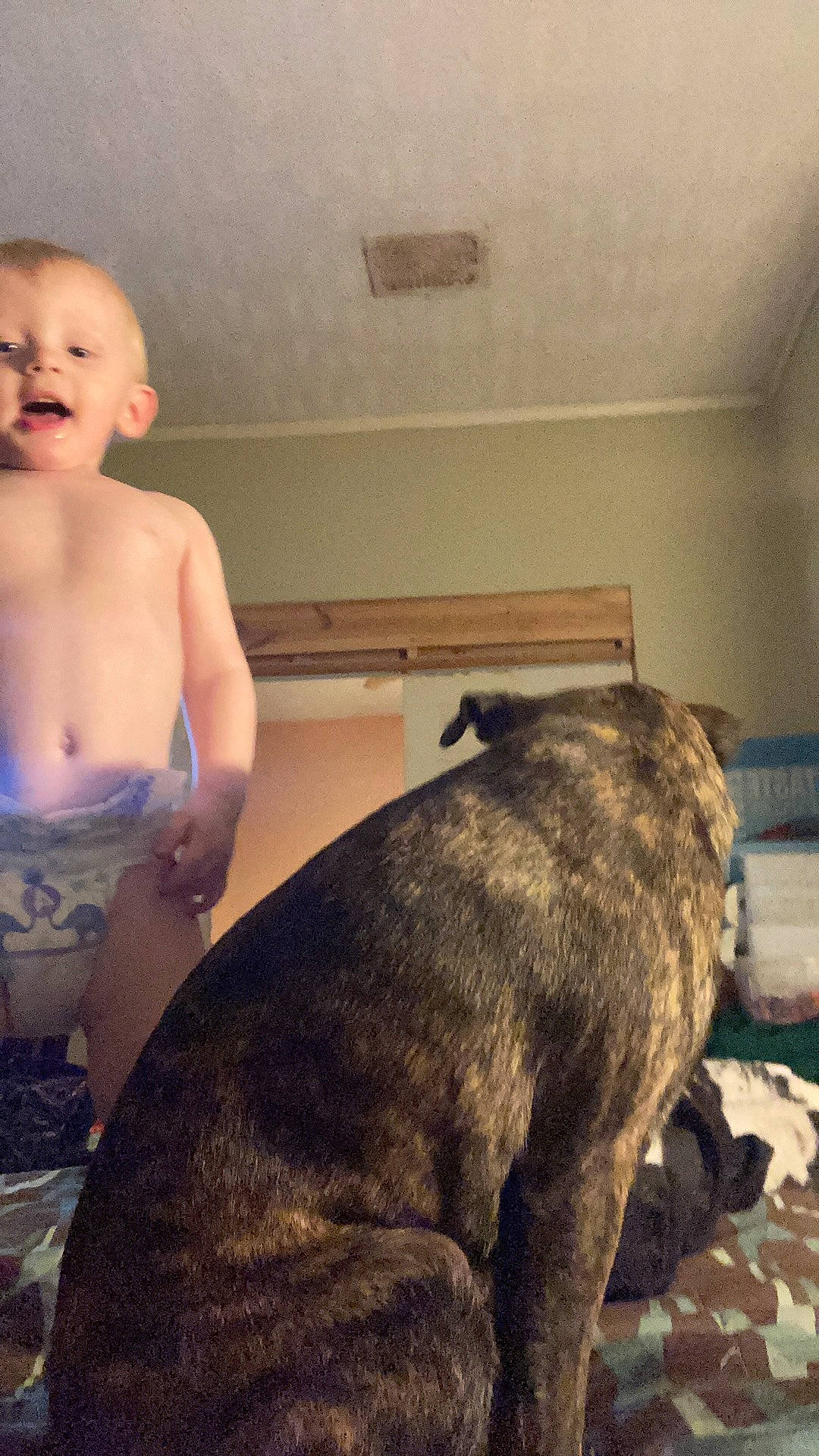 Lance is registered to the contest to win money with this photo: canidae, carnivore, dog, fawn, person