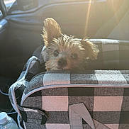 Otis is registered to the contest to win money with this photo: animal, car_interior, carrier_bag, checkered_pattern, cute, daylight, dog, fabric, handle, indoor, pet, portrait, seat, seatbelt, small_dog, sunlight, travel, vehicle, water_bottle, window