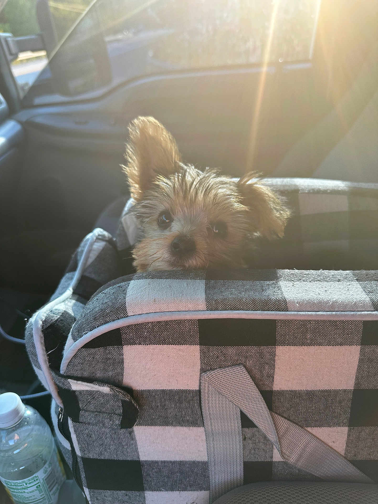 Otis