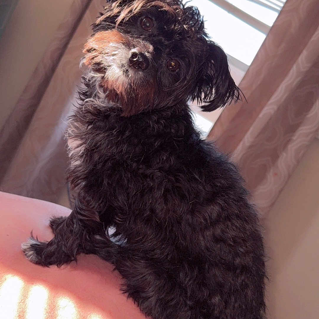 Belle joined the competition — help win amazing prizes! dog, small_dog, scruffy_dog, black_fur, brown_fur, white_fur, pet, animal, portrait, sitting, head_tilt, looking_at_camera, floppy_ears, curly_fur, indoors, home, window, curtains, sunlight, shoulder