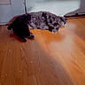 Belle joined the competition — help win amazing prizes! dogs, puppies, pet, animal, gray_dog, black_dog, lying_down, floor, wooden_floor, indoors, home, door, resting, fur, floppy_ears, looking_at_camera, small_breed, sparkles, portrait, cute