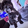Belle joined the competition — help win amazing prizes! dog, puppy, black_dog, small_dog, shaggy_fur, long_hair, white_markings, brown_eyes, black_nose, portrait, close_up, indoors, bedroom, blanket, bed, cozy, pet, sitting, camera, playful