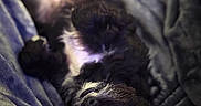 Belle joined the competition — help win amazing prizes! dog, puppy, black_dog, sleeping, lying_down, blanket, cozy, indoors, portrait, closeup, dark, blurry, soft_focus, fur, eyes, nose, pet, resting, cuddled, home