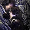 dog, puppy, black_dog, sleeping, lying_down, blanket, cozy, indoors, portrait, closeup, dark, blurry, soft_focus, fur, eyes, nose, pet, resting, cuddled, home