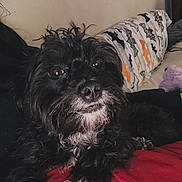 Belle is registered to the contest to win money with this photo: dog, small_dog, black_dog, white_fur, fluffy, long_hair, pet, puppy, portrait, close_up, brown_eyes, black_nose, white_chest, lying_down, red_blanket, pillow, purple_toy, indoors, bedroom, cute
