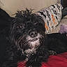 dog, small_dog, black_dog, white_fur, fluffy, long_hair, pet, puppy, portrait, close_up, brown_eyes, black_nose, white_chest, lying_down, red_blanket, pillow, purple_toy, indoors, bedroom, cute