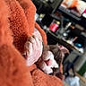 dog, sleeping, paw, blanket, orange, cozy, indoor, living_room, blurred_background, couch, pet, relaxed, fur, snuggled, comfort, domestic, home, resting, peaceful, animal