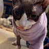 Alluka joined the competition — help win amazing prizes! cat, sphynx_cat, pet, indoor, purple_sweater, curious, close_up, wrinkled_skin, large_eyes, carpet, feline, animal, domestic, cute, cozy, clothing, background_blur, indoor_lighting, four_legs, looking