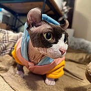 Alluka joined the competition — help win amazing prizes! sphynx_cat, cat, pet, indoors, animal, hairless, hoodie, clothing, blanket, curious, feline, ears, eyes, wrinkles, cute, cozy, domestic, mammal, closeup, portrait