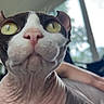 Alluka is registered to the contest to win money with this photo: cat, sphynx_cat, close_up, indoor, yellow_eyes, wrinkled_skin, pet, animal, curious, hand, human, window, blurred_background, furniture, natural_light, pink_nose, ears, whiskers, face, portrait