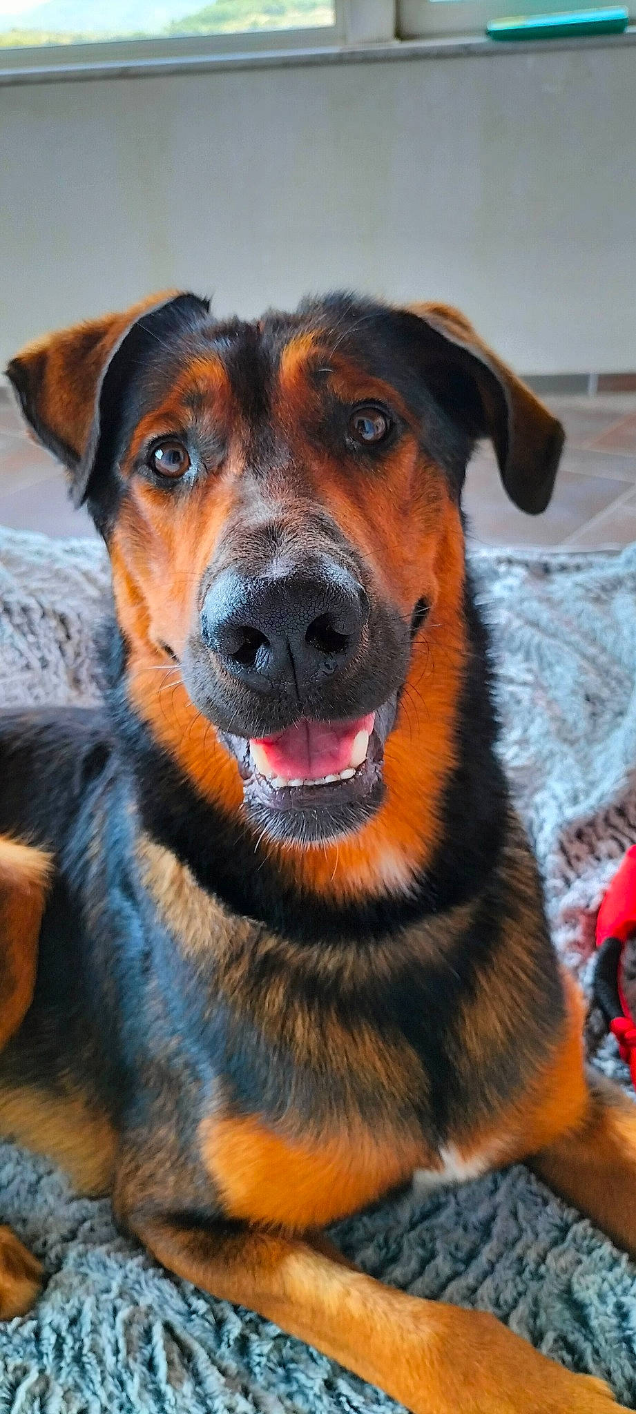 Elliot participe au concours pour gagner de l'argent avec cette photo : carnivore, collar, companion_dog, dog, dog_breed, fawn, fur, guard_dog, snout, whiskers, working_animal, working_dog