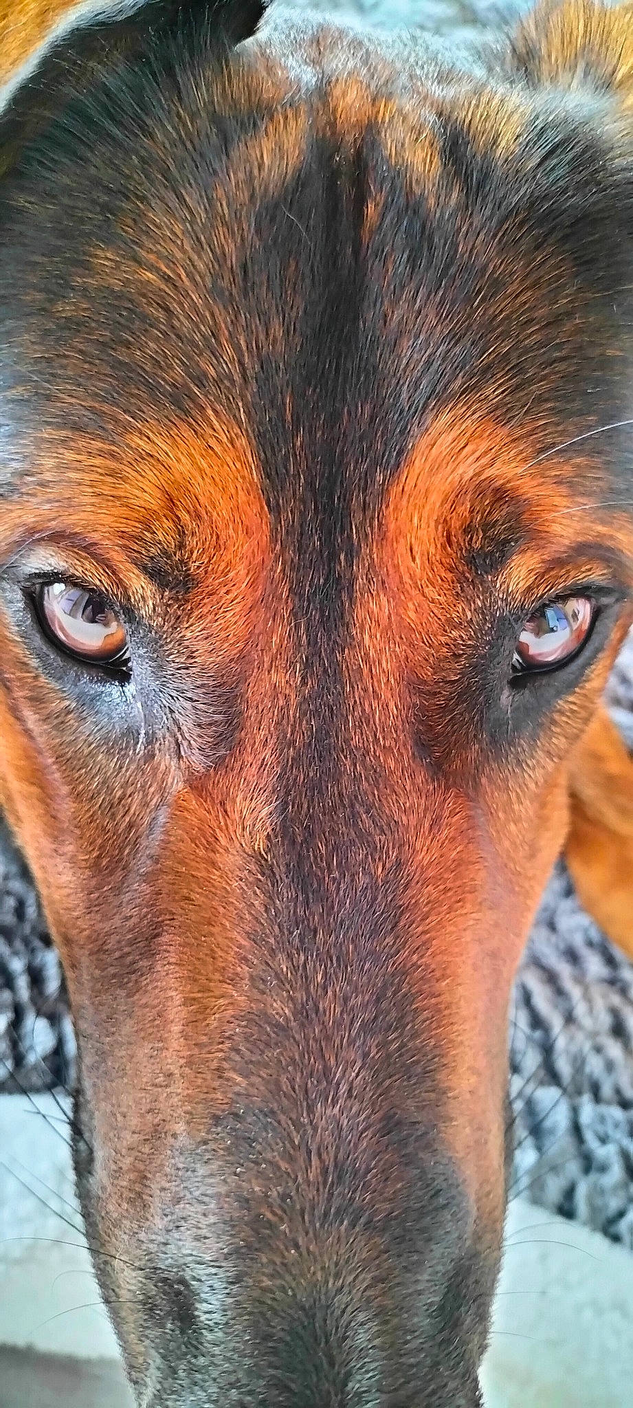 Elliot a rejoint le concours — aidez-le/la à gagner de superbes lots ! canidae, carnivore, companion_dog, dog, dog_breed, eyelash, fawn, fur, guard_dog, hound, hunting_dog, liver, snout, sporting_group, street_dog, terrestrial_animal, whiskers, wildlife, working_animal, working_dog