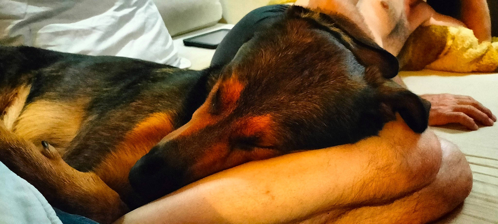 Elliot a rejoint le concours — aidez-le/la à gagner de superbes lots ! carnivore, comfort, companion_dog, dog, dog_breed, ear, fur, terrestrial_animal, working_animal, working_dog