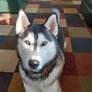 Chole is registered to the contest to win money with this photo: dog, siberian_husky, pet, animal, blue_eyes, fluffy, black_and_white, pointed_ears, curled_tail, collar, indoor, living_room, rug, patchwork, furniture, portrait, close_up, sitting, alert, photography