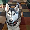 dog, siberian_husky, pet, animal, blue_eyes, fluffy, black_and_white, pointed_ears, curled_tail, collar, indoor, living_room, rug, patchwork, furniture, portrait, close_up, sitting, alert, photography